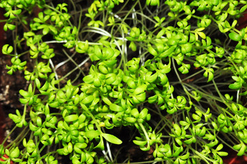 Background image, micro-greens for healthy eating