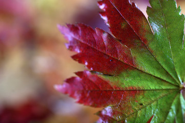 Autumn maple leaf and unfocused fallen leaves background. Abstract