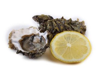 Oysters isolated on white
