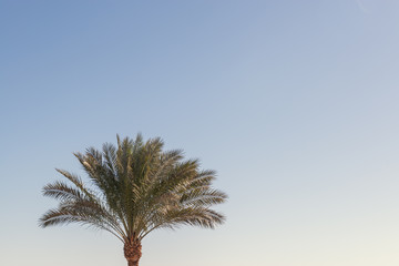 Palm tree close-up on sky background