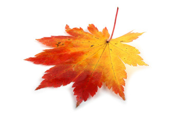 Autumn maple leaf