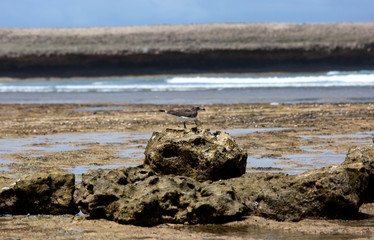 Seagulls on the Indian ocean shore