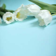 White flowers on the blue background. Spring greeting card. Tulips borderd banner. Minimal stile....