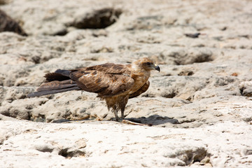 Harrier on the Indian ocean coast
