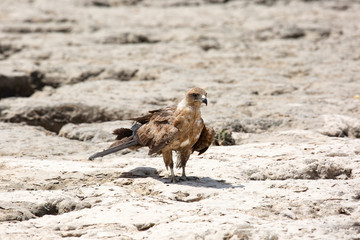 Harrier on the Indian ocean coast