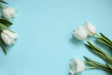 White flowers on the blue background. Spring greeting card. Tulips borderd banner. Minimal stile....