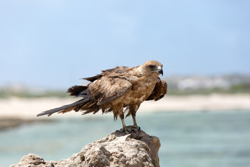 Harrier on the Indian ocean coast