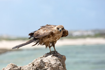 Harrier on the Indian ocean coast