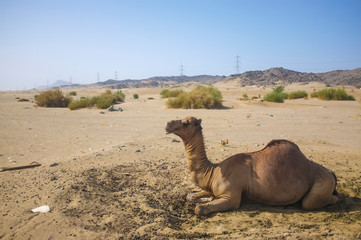 Camel in desert at Hudaibiyah, Mecca, Saudi Arabia.