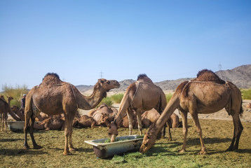 Camel in desert at Hudaibiyah, Mecca, Saudi Arabia.