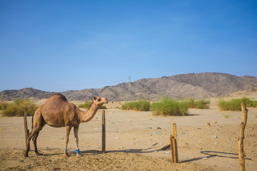 Camel in desert at Hudaibiyah, Mecca, Saudi Arabia.