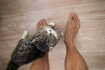 an old cat rubs against its owner legs