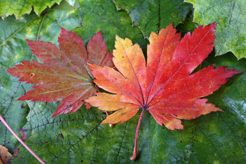 Autumn maple and grape leaves background