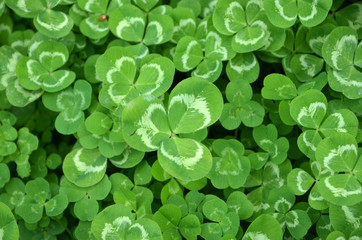  green clover leaves seamless  background  