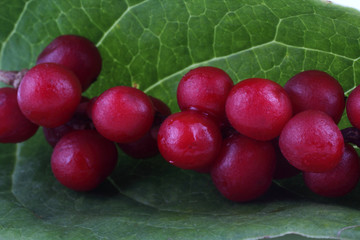 Schisandra chinensis on leaf