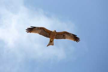 Harrier is hovering in the sky