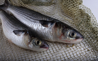 Mullet on net