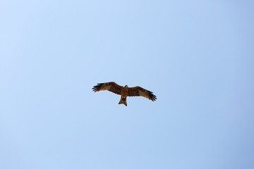 Harrier is hovering in the sky