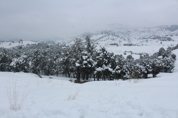 winter landscape with trees and snow