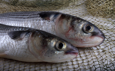 Mullet on net
