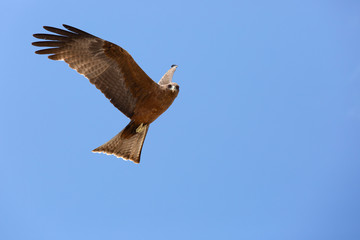Harrier is hovering in the sky