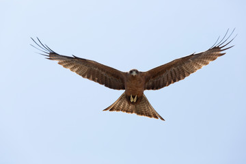 Harrier is hovering in the sky