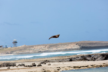 Harrier is hovering in the sky