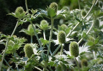 Green bur herbs on dark background