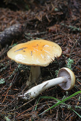 Cortinarius aureopulverulentus, a webcap mushroom with no common english name