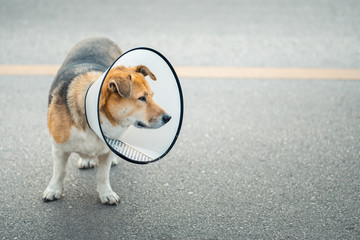 Dog wearing collar neck in the shape of a cone, elizabethan collar (also known as a buster collar)