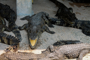 crocodiles on a crocodile farm