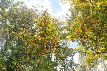 Coloured autumn leaves on a tree