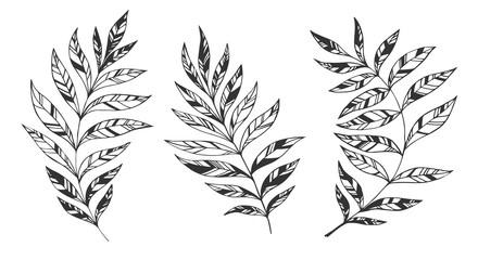 Vector leaves set. Botanical illustration. Hand drawn leaf. Spring set
