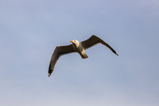 Yellow-Legged Gull (Larus michahellis) in Flight