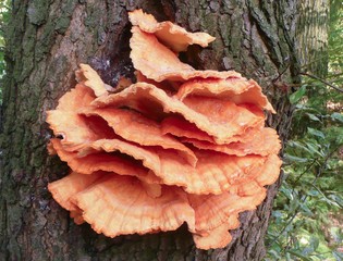 mushrooms on tree