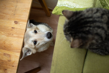 Curious dog watching old cat at home