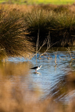 Black-winged Stilt (Himantopus himantopus) Looking for Food in a Lagoon