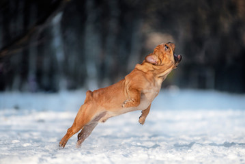 french bulldog jumping in the snow on a winter sunny day