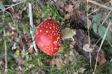 red poison mushroom close up shot