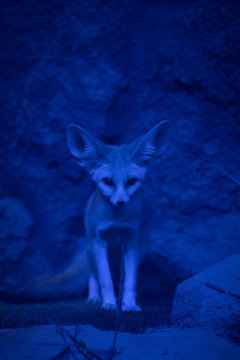 El f&eacute;nec (Vulpes zerda), feneco o zorro del desierto en la noche
