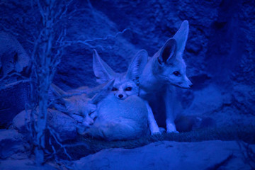 El fénec (Vulpes zerda), feneco o zorro del desierto en la noche