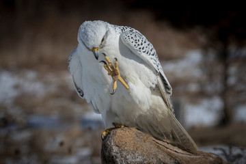 cyr falcon waving