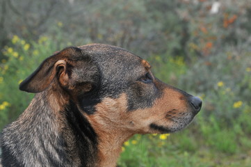 Close-up of Dachshund looking towards the side