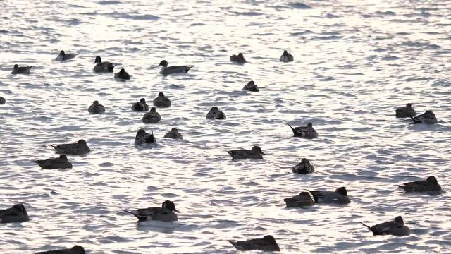 オナガガモ　藤前干潟　愛知県名古屋市　日本　