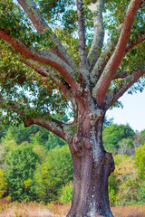 Majestic old tree with lichen growing on trunk and branches