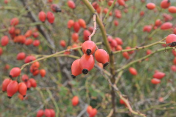 Rose hips from the bushes