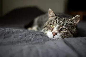 Foto op Aluminium Cute aged cat lying on bed at home © Alexandr