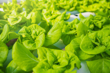 Farmer, Owner organic hydroponic vegetable farm in the greenhouse inspects the quality of the organic hydroponic vegetables for harvest and ready for sale.