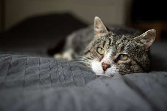 Cute aged cat lying on bed at home