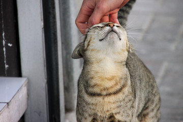 Stray cat stroked by man's hand